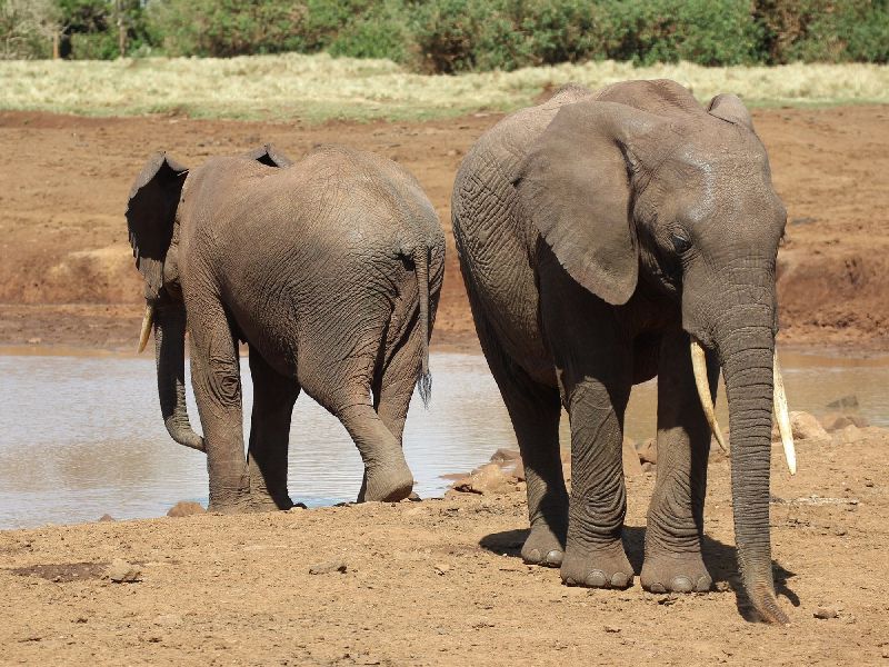 Kenia Safari - Waldelefanten in den Aberdares