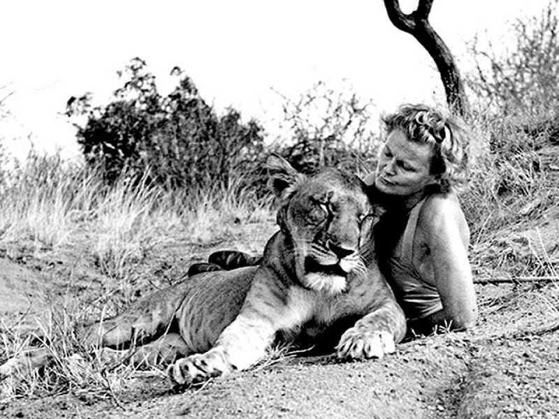 Kenia Safari - die Löwin Elsa