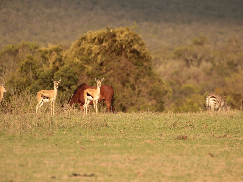Kenia Safari - Solio