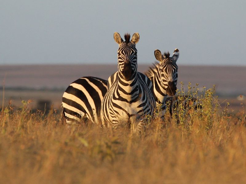 Kenia Safari - Zebras in Solio